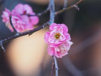 梅 もう咲いてました