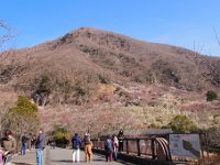 幕山公園＆湯河原梅林