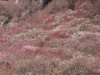 湯河原梅林