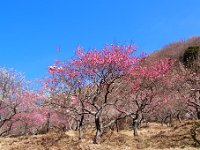 湯河原梅林