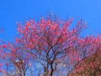 湯河原梅林