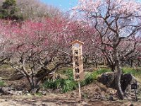 湯河原梅林