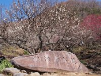 湯河原梅林