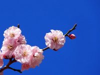梅