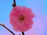 紅梅