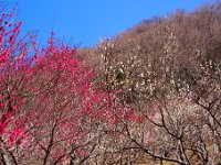 湯河原梅林