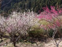 湯河原梅林