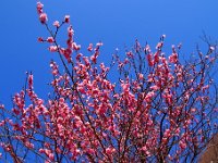 湯河原梅林