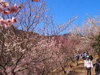 湯河原梅林