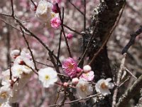 輪違い 1本の木で紅白梅が咲く