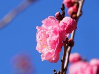楊貴妃