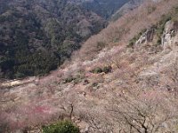 湯河原梅林