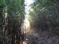 登山道