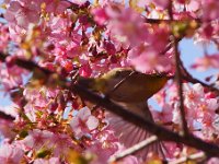 河津桜とメジロ