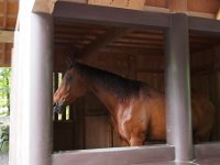 馬