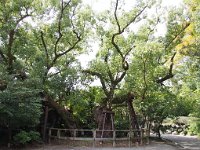 清盛楠