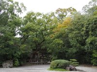清盛楠
