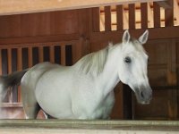 馬 戻ってきたら馬が居ました