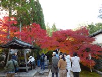 参道＆紅葉