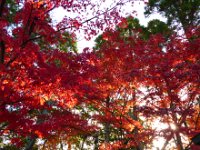 紅葉
