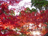 紅葉