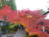 紅葉