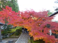 紅葉