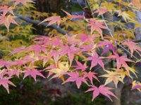 紅葉