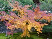 紅葉