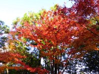 紅葉