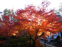 紅葉