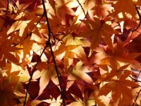 紅葉