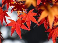 紅葉