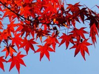 紅葉