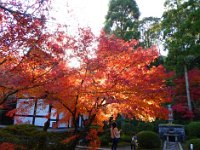 紅葉と本堂