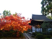 紅葉と本堂