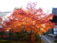 紅葉