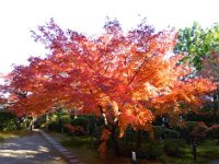 紅葉