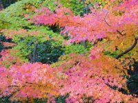 紅葉