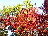 紅葉