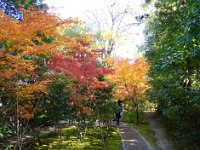 紅葉