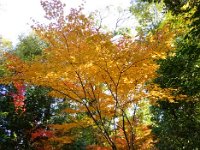 紅葉