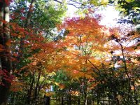 紅葉