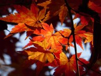 紅葉