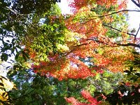 紅葉