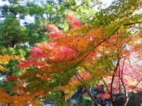 紅葉
