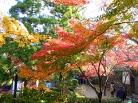 紅葉