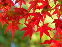 紅葉