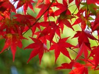 紅葉