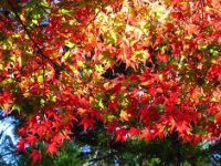 紅葉